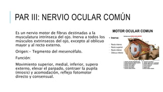 PAR III: NERVIO OCULAR COMÚN
Es un nervio motor de fibras destinadas a la
musculatura intrínseca del ojo. Inerva a todos los
músculos extrinsecos del ojo, excepto al oblicuo
mayor y al recto externo.
Origen:- Tegmento del mesencéfalo.
Función:
Movimiento superior, medial, inferior, supero
externo, elevar el parpado, contraer la pupila
(miosis) y acomodación, reflejo fotomotor
directo y consensual.
 