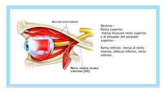 Destino:-
Rama superior:
Inerva músculo recto superior
y al elevador del parpado
superior.-
Rama inferior: inerva al recto
interno, oblicuo inferior, recto
inferior.
 