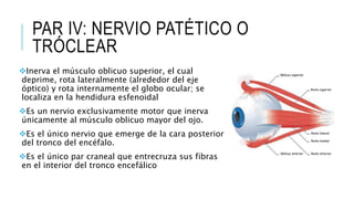 PAR IV: NERVIO PATÉTICO O
TRÓCLEAR
Inerva el músculo oblicuo superior, el cual
deprime, rota lateralmente (alrededor del eje
óptico) y rota internamente el globo ocular; se
localiza en la hendidura esfenoidal
Es un nervio exclusivamente motor que inerva
únicamente al músculo oblicuo mayor del ojo.
Es el único nervio que emerge de la cara posterior
del tronco del encéfalo.
Es el único par craneal que entrecruza sus fibras
en el interior del tronco encefálico
 