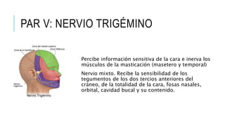 PAR V: NERVIO TRIGÉMINO
Percibe información sensitiva de la cara e inerva los
músculos de la masticación (masetero y temporal)
Nervio mixto. Recibe la sensibilidad de los
tegumentos de los dos tercios anteriores del
cráneo, de la totalidad de la cara, fosas nasales,
orbital, cavidad bucal y su contenido.
 