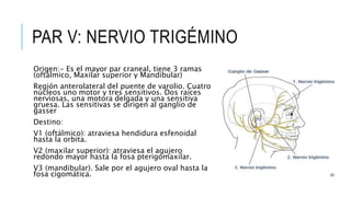 PAR V: NERVIO TRIGÉMINO
Origen:- Es el mayor par craneal, tiene 3 ramas
(oftálmico, Maxilar superior y Mandibular)
Región anterolateral del puente de varolio. Cuatro
núcleos uno motor y tres sensitivos. Dos raíces
nerviosas, una motora delgada y una sensitiva
gruesa. Las sensitivas se dirigen al ganglio de
gasser
Destino:
V1 (oftálmico): atraviesa hendidura esfenoidal
hasta la orbita.
V2 (maxilar superior): atraviesa el agujero
redondo mayor hasta la fosa pterigomaxilar.
V3 (mandibular). Sale por el agujero oval hasta la
fosa cigomática.
 