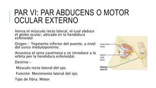 PAR VI: PAR ABDUCENS O MOTOR
OCULAR EXTERNO
Inerva el músculo recto lateral, el cual abduce
el globo ocular; ubicado en la hendidura
esfenoidal
Origen:- Tegmento inferior del puente, a nivel
del surco medulopontino.
Atraviesa el seno cavernoso y se introduce a la
orbita por la hendidura esfenoidal.
Destino:-
Músculo recto lateral del ojo.
Función: Movimiento lateral del ojo.
Tipo de fibra: Motor
 