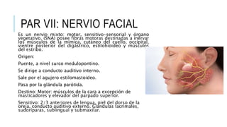 PAR VII: NERVIO FACIAL
Es un nervio mixto: motor, sensitivo-sensorial y órgano
vegetativo. (SNA) posee fibras motoras destinadas a inervar
los músculos de la mímica, cutáneo del cuello, occipital,
vientre posterior del digástrico, estilohioideo y músculos
del estribo.
Origen:
Puente, a nivel surco medulopontino.
Se dirige a conducto auditivo interno.
Sale por el agujero estilomastoideo.
Pasa por la glándula parótida.
Destino: Motor: músculos de la cara a excepción de
masticadores y elevador del parpado superior.
Sensitivo: 2/3 anteriores de lengua, piel del dorso de la
oreja, conducto auditivo externo. Glándulas lacrimales,
sudoríparas, sublingual y submaxilar.
 