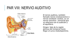 PAR VIII: NERVIO AUDITIVO
El nervio auditivo, también
llamado nervio estatoacústico o
nervio vestíbulo-coclear, es un
nervio sensitivo- sensorial que
se relaciona con la audición y
el equilibrio.
Origen: Sale de la región
petrosa del temporal hasta
llegar al surco medulopontino.
 