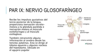 PAR IX: NERVIO GLOSOFARÍNGEO
Recibe los impulsos gustativos del
tercio posterior de la lengua,
proporciona inervación secreto-
motora a la glándula parótida e
inervación motora al músculo
estilofaríngeo y al músculo
estilogloso.
También retransmite alguna
información al cerebro desde las
tonsilas palatinas. Esta se dirige al
tálamo opuesto y algunos núcleos
del hipotálamo. Ubicado en
el agujero yugular
 
