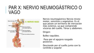PAR X: NERVIO NEUMOGÁSTRICO O
VAGO
Nervio neumogástrico Nervio mixto:
motor, sensitivo y vegetativo. Es el
que posee un territorio de inervación
más extenso, ya que comprende
vísceras del cuello. Tórax y abdomen.
Origen:
Bulbo raquídeo.
Pasa por el agujero rasgado
posterior.
Desciende por el cuello junto con la
carótida y yugular
 