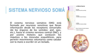 SISTEMA NERVIOSO SOMÁTICO
El sistema nervioso somático (SNS) está
formado por neuronas sensitivas que llevan
información desde los receptores sensoriales
(de los órganos de los sentidos: piel, ojos,
etc.), hasta el sistema nervioso central (SNC), y
por axones motores que conducen los
impulsos a los músculos esqueléticos, para
permitir movimientos voluntarios como saludar
con la mano o escribir en un teclado.
 