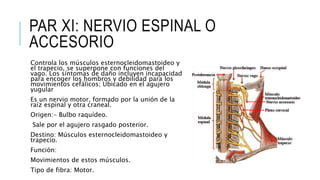 PAR XI: NERVIO ESPINAL O
ACCESORIO
Controla los músculos esternocleidomastoideo y
el trapecio, se superpone con funciones del
vago. Los síntomas de daño incluyen incapacidad
para encoger los hombros y debilidad para los
movimientos cefálicos; Ubicado en el agujero
yugular
Es un nervio motor, formado por la unión de la
raíz espinal y otra craneal.
Origen:- Bulbo raquídeo.
Sale por el agujero rasgado posterior.
Destino: Músculos esternocleidomastoideo y
trapecio.
Función:
Movimientos de estos músculos.
Tipo de fibra: Motor.
 