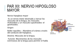 PAR XII: NERVIO HIPOGLOSO
MAYOR
Nervio hipogloso mayor
Es un nervio motor destinado a inervar los
músculos de la lengua, los músculos
ifrahioideos y un músculo suprahioideo: el
genihioideo.
Origen:
Bulbo raquídeo.- Abandona el cráneo a través
del conducto del hipogloso.
Destino: Músculos de la lengua.
Función: Movimientos de los músculos
extrínsecos de la lengua para permitir el habla
 