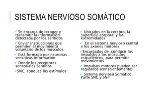 SISTEMA NERVIOSO SOMÁTICO
 Se encarga de recoger y
transmitir la información
detectada por los sentidos
 Enviar instrucciones que
permiten el movimiento
voluntario de los músculos
 Está formado por neuronas
sensitivas información
 Donde los receptores
sensoriales Sentidos
SNC, conduce los estímulos
 Ubicados en la cerebro, la
superficie corporal y las
extremidades
 En el sistema nervioso central
y los axones motores
Encargados de conducir los
impulsos a los músculos
esqueléticos, para permitir
movimientos
 Impulsos motores pueden ser
regulados (conscientemente)
 Sistema nervioso Somático,
Parte SNC y SNP
 