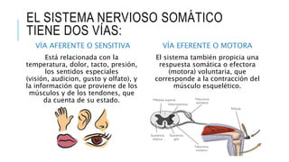 EL SISTEMA NERVIOSO SOMÁTICO
TIENE DOS VÍAS:
VÍA AFERENTE O SENSITIVA
Está relacionada con la
temperatura, dolor, tacto, presión,
los sentidos especiales
(visión, audicion, gusto y olfato), y
la información que proviene de los
músculos y de los tendones, que
da cuenta de su estado.
VÍA EFERENTE O MOTORA
El sistema también propicia una
respuesta somática o efectora
(motora) voluntaria, que
corresponde a la contracción del
músculo esquelético.
 