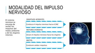 MODALIDAD DEL IMPULSO
NERVIOSO
SENSITIVOS AFERENTES
Conduce el impulso nervioso hacia el SNC
MOTORES EFERENTES
Llevan el impulso nervioso hacia los órganos
MIXTOS
Conducen ambos impulsos
El sistema
nervioso se
encarga de
recibir los
impulsos del
medio ambiente
y de los órganos
internos
 