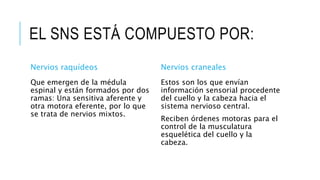 EL SNS ESTÁ COMPUESTO POR:
Nervios raquídeos
Que emergen de la médula
espinal y están formados por dos
ramas: Una sensitiva aferente y
otra motora eferente, por lo que
se trata de nervios mixtos.
Nervios craneales
Estos son los que envían
información sensorial procedente
del cuello y la cabeza hacia el
sistema nervioso central.
Reciben órdenes motoras para el
control de la musculatura
esquelética del cuello y la
cabeza.
 