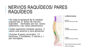 NERVIOS RAQUÍDEOS/ PARES
RAQUÍDEOS
En toda la longitud de la medula
espinal hay 31 pares de nervios
espinales formados por las :raíces
anteriores y las raíces posteriores.
Cada segmento medular genera 2
raíces una anterior y otra posterior.
Existen 8 pares cervicales, 12
torácicos, 5 lumbares, 5 sacros y 1
par coccígeos.
 