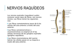 NERVIOS RAQUÍDEOS
Los nervios espinales (raquídeos) suelen
contener varios tipos de fibras, son nervios
mixtos. Las fibras tienen las siguientes
vías:
 Las fibras somatomotoras pasar de la las
células del asta anterior a través del asta
anterior.
Las fibras somatosensitivas y
viscerosensitivas se originan en el las
células nerviosas de los ganglios espinales
(ganglios raquídeos).
Las fibras visceromotoras del cuerno
lateral, las células pasan en su mayoría a
través del asta anterior.
 