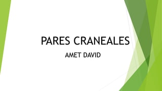 PARES CRANEALES
AMET DAVID
 
