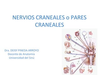 NERVIOS CRANEALES o PARES
CRANEALES
Dra. DEISY PINEDA ARROYO
Docente de Anatomía
Universidad del Sinú
 