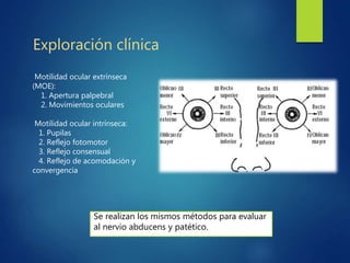 Exploración clínica
Motilidad ocular extrínseca
(MOE):
1. Apertura palpebral
2. Movimientos oculares
Motilidad ocular intrínseca:
1. Pupilas
2. Reflejo fotomotor
3. Reflejo consensual
4. Reflejo de acomodación y
convergencia
Se realizan los mismos métodos para evaluar
al nervio abducens y patético.
 