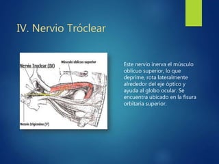 IV. Nervio Tróclear
Este nervio inerva el músculo
oblicuo superior, lo que
deprime, rota lateralmente
alrededor del eje óptico y
ayuda al globo ocular. Se
encuentra ubicado en la fisura
orbitaria superior.
 