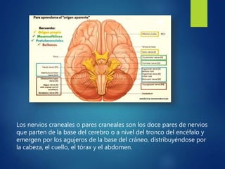 Los nervios craneales o pares craneales son los doce pares de nervios
que parten de la base del cerebro o a nivel del tronco del encéfalo y
emergen por los agujeros de la base del cráneo, distribuyéndose por
la cabeza, el cuello, el tórax y el abdomen.
 