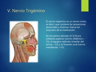 V. Nervio Trigémino
El nervio trigémino es un nervio mixto,
es decir, que contiene las sensaciones
sensoriales y motoras. Inerva los
músculos de la masticación.
Se encuentra ubicado en la fisura
orbitaria superior (nervio oftálmico –
V1), el agujero redondo (maxilar del
nervio – V2) y la foramen oval (nervio
mandibular – V3).
 