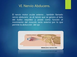 El nervio motor ocular externo , también llamado
nervio abducens es el nervio que se genera al lado
del bulbo raquídeo y posee como función el
movimiento del músculo recto externo por lo que
permite la abducción del ojo
VI. Nervio Abducens.
 