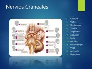 Nervios Craneales
I. Olfatorio
II. Óptico
III. Oculomotor
IV. Tróclear
V. Trigémino
VI. Abducens
VII. Facial
VIII. Auditivo
IX. Glosofaríngeo
X. Vago
XI. Accesorio
XII. Hipogloso
 