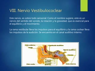 VIII. Nervio Vestibulococlear
Este nervio, es sobre todo sensorial. Como el nombre sugiere, este es un
nervio del sentido del sonido, la rotación y la gravedad, que es esencial para
el equilibrio y el movimiento.
La rama vestibular lleva los impulsos para el equilibrio y la rama coclear lleva
los impulsos de la audición. Se encuentra en el canal auditivo interno.
 