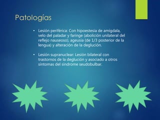 • Lesión periférica: Con hipoestesia de amígdala,
velo del paladar y faringe (abolición unilateral del
reflejo nauseoso), ageusia (de 1/3 posterior de la
lengua) y alteración de la deglución.
• Lesión supranuclear: Lesión bilateral con
trastornos de la deglución y asociado a otros
síntomas del síndrome seudobulbar.
 