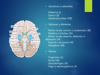 • Sensitivos o aferentes
Olfatorio (I)
Óptico (II)
Vestibulococlear (VIII)
• Motores o eferentes
Motor ocular común u oculomotor (III)
Patético o tróclear (IV)
Motor ocular externo, abductor o
abducens (VI)
Espinal o accesorio (XI)
Hipogloso (XII)
• Mixtos
Trigémino (V)
Facial (VII)
Glosofaríngeo (IX)
Vago o neumogástrico (X)
 