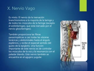 X. Nervio Vago
Es mixto. El nervio da la inervación
branchiomotora a la mayoría de la laringe y
de todos los músculos de la faringe (excepto
el estilofaríngeo, que está inervado por el
nervio glosofaríngeo).
También proporciona las fibras
parasimpáticas a casi todas las vísceras
torácicas y abdominales hasta el ángulo
esplénico, y recibe el especial sentido del
gusto de la epiglotis. Una función
importante de este nervio es de controlar
los músculos de la voz y la resonancia con el
paladar blando. Este nervio también se
encuentra en el agujero yugular.
 