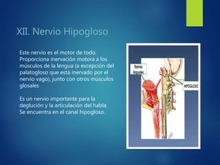 XII. Nervio Hipogloso
Este nervio es el motor de todo.
Proporciona inervación motora a los
músculos de la lengua (a excepción del
palatogloso que está inervado por el
nervio vago), junto con otros músculos
glosales
Es un nervio importante para la
deglución y la articulación del habla.
Se encuentra en el canal hipogloso.
 