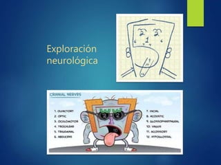 Exploración
neurológica
 