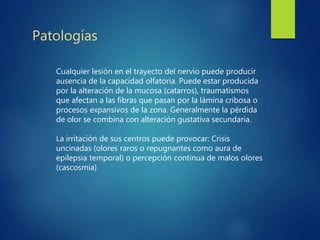 Cualquier lesión en el trayecto del nervio puede producir
ausencia de la capacidad olfatoria. Puede estar producida
por la alteración de la mucosa (catarros), traumatismos
que afectan a las fibras que pasan por la lámina cribosa o
procesos expansivos de la zona. Generalmente la pérdida
de olor se combina con alteración gustativa secundaria.
La irritación de sus centros puede provocar: Crisis
uncinadas (olores raros o repugnantes como aura de
epilepsia temporal) o percepción continua de malos olores
(cascosmia)
Patologías
 