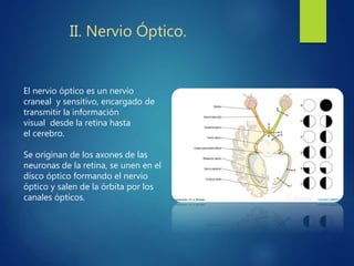 El nervio óptico es un nervio
craneal y sensitivo, encargado de
transmitir la información
visual desde la retina hasta
el cerebro.
Se originan de los axones de las
neuronas de la retina, se unen en el
disco óptico formando el nervio
óptico y salen de la órbita por los
canales ópticos.
II. Nervio Óptico.
 