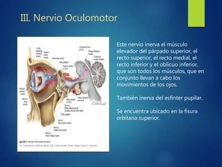 III. Nervio Oculomotor
Este nervio inerva el músculo
elevador del párpado superior, el
recto superior, el recto medial, el
recto inferior y el oblicuo inferior,
que son todos los músculos, que en
conjunto llevan a cabo los
movimientos de los ojos.
También inerva del esfínter pupilar.
Se encuentra ubicado en la fisura
orbitaria superior.
 