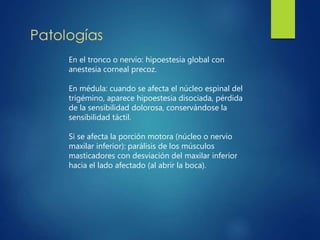 En el tronco o nervio: hipoestesia global con
anestesia corneal precoz.
En médula: cuando se afecta el núcleo espinal del
trigémino, aparece hipoestesia disociada, pérdida
de la sensibilidad dolorosa, conservándose la
sensibilidad táctil.
Si se afecta la porción motora (núcleo o nervio
maxilar inferior): parálisis de los músculos
masticadores con desviación del maxilar inferior
hacia el lado afectado (al abrir la boca).
 