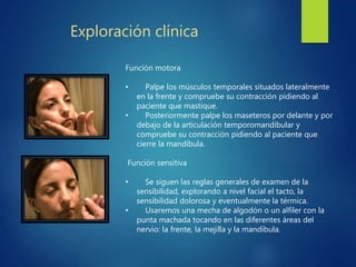 Exploración clínica
Función motora
• Palpe los músculos temporales situados lateralmente
en la frente y compruebe su contracción pidiendo al
paciente que mastique.
• Posteriormente palpe los maseteros por delante y por
debajo de la articulación temporomandibular y
compruebe su contracción pidiendo al paciente que
cierre la mandíbula.
Función sensitiva
• Se siguen las reglas generales de examen de la
sensibilidad, explorando a nivel facial el tacto, la
sensibilidad dolorosa y eventualmente la térmica.
• Usaremos una mecha de algodón o un alfiler con la
punta machada tocando en las diferentes áreas del
nervio: la frente, la mejilla y la mandíbula.
 