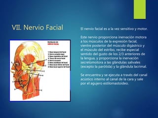 VII. Nervio Facial El nervio facial es a la vez sensitivo y motor.
Este nervio proporciona inervación motora
a los músculos de la expresión facial,
vientre posterior del músculo digástrico y
el músculo del estribo, recibe especial
sentido del gusto de los 2/3 anteriores de
la lengua, y proporciona la inervación
secretomotora a las glándulas salivales
(excepto la parótida) y la glándula lacrimal.
Se encuentra y se ejecuta a través del canal
acústico interno al canal de la cara y sale
por el agujero estilomastoideo.
 