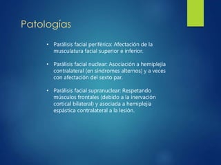• Parálisis facial periférica: Afectación de la
musculatura facial superior e inferior.
• Parálisis facial nuclear: Asociación a hemiplejía
contralateral (en síndromes alternos) y a veces
con afectación del sexto par.
• Parálisis facial supranuclear: Respetando
músculos frontales (debido a la inervación
cortical bilateral) y asociada a hemiplejía
espástica contralateral a la lesión.
 