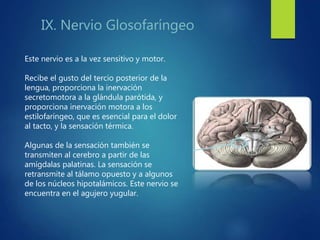 IX. Nervio Glosofaríngeo
Este nervio es a la vez sensitivo y motor.
Recibe el gusto del tercio posterior de la
lengua, proporciona la inervación
secretomotora a la glándula parótida, y
proporciona inervación motora a los
estilofaríngeo, que es esencial para el dolor
al tacto, y la sensación térmica.
Algunas de la sensación también se
transmiten al cerebro a partir de las
amígdalas palatinas. La sensación se
retransmite al tálamo opuesto y a algunos
de los núcleos hipotalámicos. Este nervio se
encuentra en el agujero yugular.
 