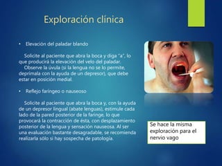 Exploración clínica
• Elevación del paladar blando
Solicite al paciente que abra la boca y diga “a”, lo
que producirá la elevación del velo del paladar.
Observe la úvula (si la lengua no se lo permite,
deprímala con la ayuda de un depresor), que debe
estar en posición medial.
• Reflejo faríngeo o nauseoso
Solicite al paciente que abra la boca y, con la ayuda
de un depresor lingual (abate lenguas), estimule cada
lado de la pared posterior de la faringe, lo que
provocará la contracción de ésta, con desplazamiento
posterior de la lengua y sensación nauseosa. Al ser
una evaluación bastante desagradable, se recomienda
realizarla sólo si hay sospecha de patología.
Se hace la misma
exploración para el
nervio vago
 
