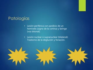 • Lesión periférica con parálisis de un
hemivelo (signo de la cortina) y laringe
(voz bitonal).
• Lesión nuclear o supranuclear (bilateral):
Trastorno de la deglución y fonación.
 