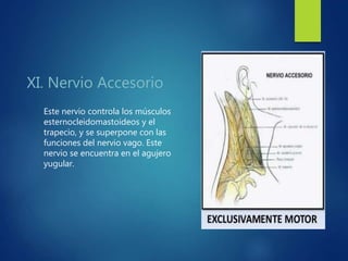 XI. Nervio Accesorio
Este nervio controla los músculos
esternocleidomastoideos y el
trapecio, y se superpone con las
funciones del nervio vago. Este
nervio se encuentra en el agujero
yugular.
 