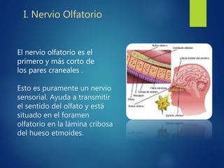 El nervio olfatorio es el
primero y más corto de
los pares craneales .
Esto es puramente un nervio
sensorial. Ayuda a transmitir
el sentido del olfato y está
situado en el foramen
olfatorio en la lámina cribosa
del hueso etmoides.
I. Nervio Olfatorio
 