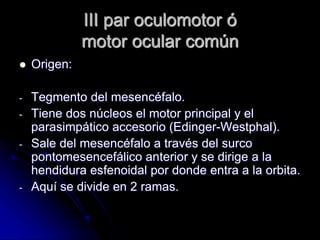 III par oculomotor ó
motor ocular común
 Origen:
- Tegmento del mesencéfalo.
- Tiene dos núcleos el motor principal y el
parasimpático accesorio (Edinger-Westphal).
- Sale del mesencéfalo a través del surco
pontomesencefálico anterior y se dirige a la
hendidura esfenoidal por donde entra a la orbita.
- Aquí se divide en 2 ramas.
 
