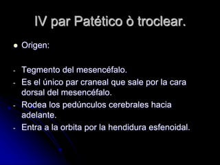 IV par Patético ò troclear.
 Origen:
- Tegmento del mesencéfalo.
- Es el único par craneal que sale por la cara
dorsal del mesencéfalo.
- Rodea los pedúnculos cerebrales hacia
adelante.
- Entra a la orbita por la hendidura esfenoidal.
 
