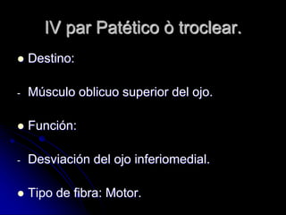 IV par Patético ò troclear.
 Destino:
- Músculo oblicuo superior del ojo.
 Función:
- Desviación del ojo inferiomedial.
 Tipo de fibra: Motor.
 