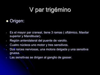 V par trigémino
 Origen:
- Es el mayor par craneal, tiene 3 ramas ( oftálmico, Maxilar
superior y Mandibular).
- Región anterolateral del puente de varolio.
- Cuatro núcleos uno motor y tres sensitivos.
- Dos raíces nerviosas, una motora delgada y una sensitiva
gruesa.
- Las sensitivas se dirigen al ganglio de gasser.
 