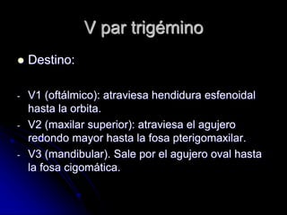 V par trigémino
 Destino:
- V1 (oftálmico): atraviesa hendidura esfenoidal
hasta la orbita.
- V2 (maxilar superior): atraviesa el agujero
redondo mayor hasta la fosa pterigomaxilar.
- V3 (mandibular). Sale por el agujero oval hasta
la fosa cigomática.
 